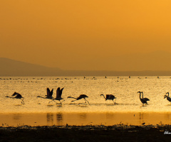 Flamingolar
