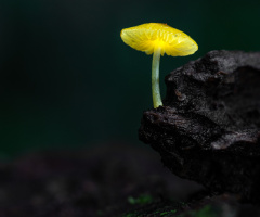 Cogumelo