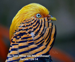 Golden Pheasant