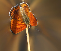 Kelebek