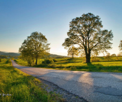Yol