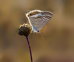Lampides Türü