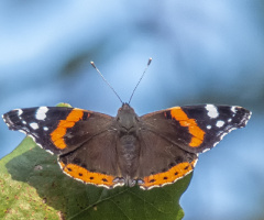 Atalanta Türü