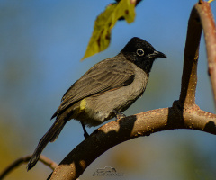 White-spectacled Bulbul 
