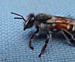 Sweet visitor
