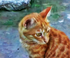 'Tiger' 