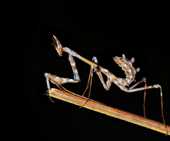 Peygamber Devesi - 4
