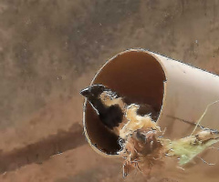 Sparrow at Nest