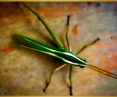 Insect