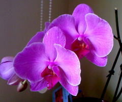 Orkide