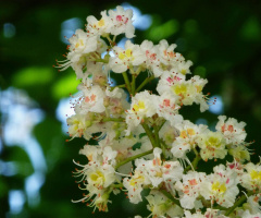 Kastanienblüten