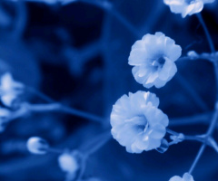 white blooms at night