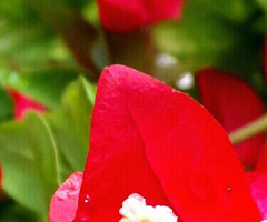 Fresh from the garden