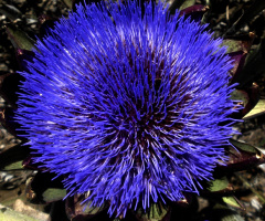 artichoke flower
