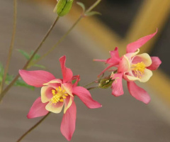 View Of  Pink