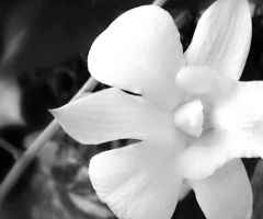 white orchid