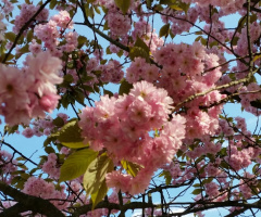 All Pink...