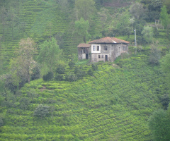çay bahçeleri