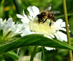 the bee