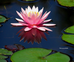 Reflexo
