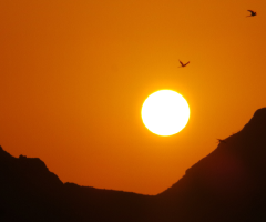 birds are flying towards home while the sun is setting down onto the horizon