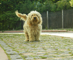 Kıvırcık Köpek