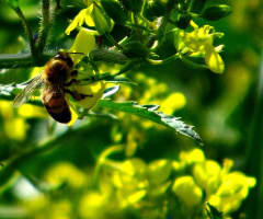 yellow weed with bee