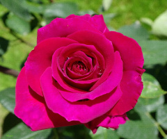 garden rose