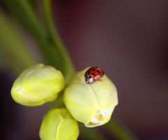 ladybird
