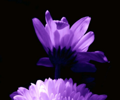 purple II