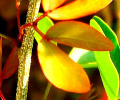 finding beauty in the wild