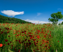 Red Poppy Field