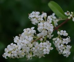 tenderly