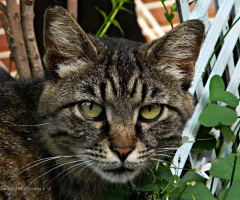 Dik Dik Bakan Kedi