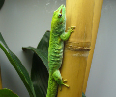 Zoologischer Garten Wilhelma, Stuttgart (Germany)