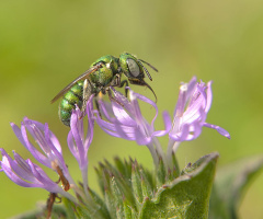 flower & insect