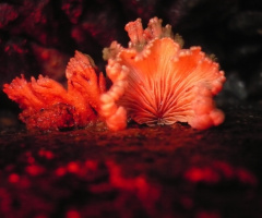 natural design