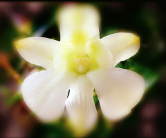 Orchid
