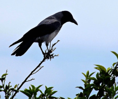 If the branch breaks off - , I would fly ......İ believe in myself....