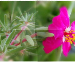 Fresh from the garden II