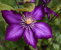 Purple Lady