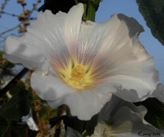 just a white flower...