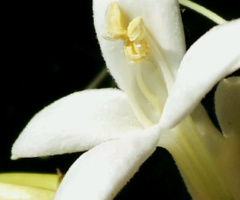 white blooms at night II