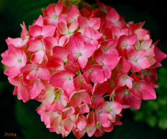 hydrangea
