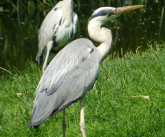 Zoologischer Garten Wilhelma, Stuttgart (Germany)