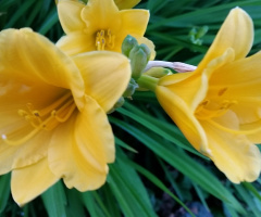 Blooming