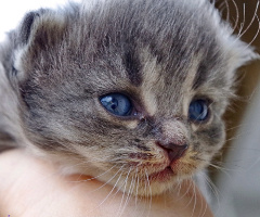  blue eyes kitten