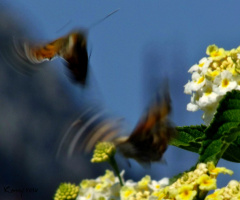 butterfly dance