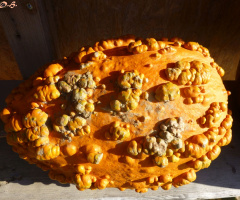 Kürbis