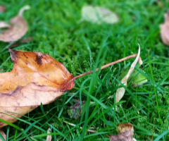 Goodbye Autumn....